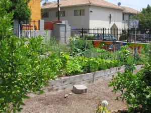IMG_0482b The Yamazaki Memorial Community Garden